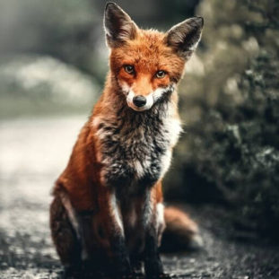 which animal would you associate yourself with?