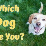 Which Dog Are You A Personality Test