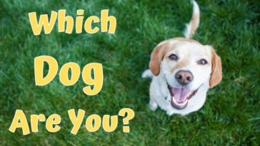 Which Dog Are You A Personality Test