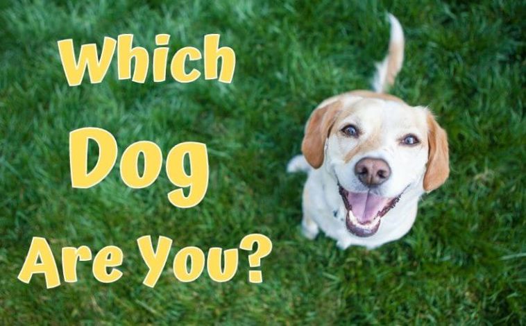 Which Dog Are You A Personality Test