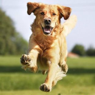 Which Dog Are You A Personality Test