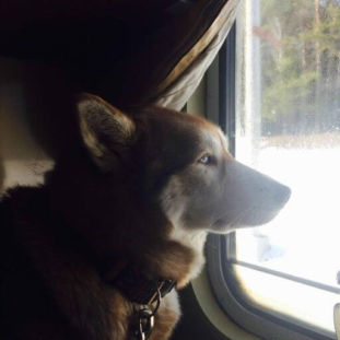 Which Dog Are You A Personality Test