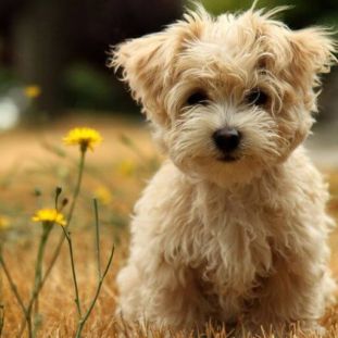 Which Dog Are You A Personality Test