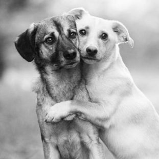 Which Dog Are You A Personality Test