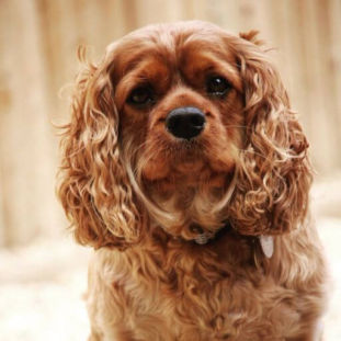 Which Dog Are You A Personality Test
