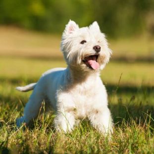 Which Dog Are You A Personality Test