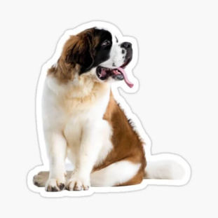 Which Dog Are You A Personality Test