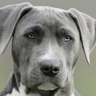 Which Dog Are You A Personality Test