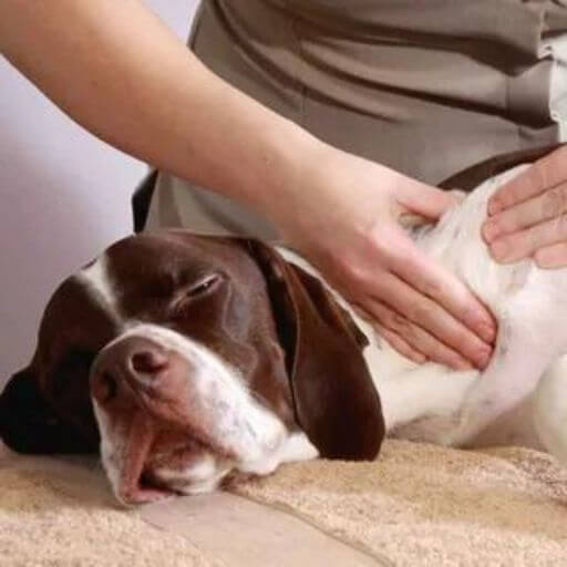 Which Dog Are You A Personality Test