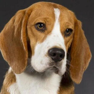 What Color Should You Dye Your Hair Based On Your Personality (4) (1) Beagle dog
