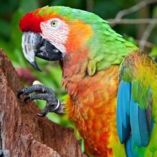 What Color Should You Dye Your Hair Based On Your Personality (5) (1) Parrot