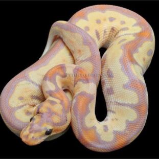 What Color Should You Dye Your Hair Based On Your Personality (6) (1) python snake