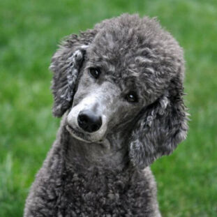 What Color Should You Dye Your Hair Based On Your Personality (7) (1) Poodle dog