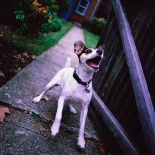 What's Your Criminal Psychological Profile This Quiz Will Predict Your Future Felony! (1) neighbor's dog barking