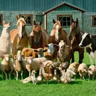 Which Love Islander Matches Your Personality (6) A whole farm of animals