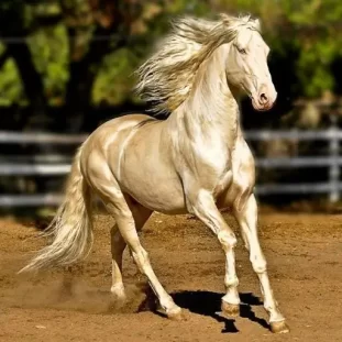 Which Love Islander Matches Your Personality (7) A majestic horse